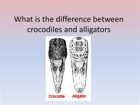 I will use each of these verbs in example sentences, so since both will and would have so many different senses, it can be difficult to remember when to choose which one. PPT - What is the difference between crocodiles and ...