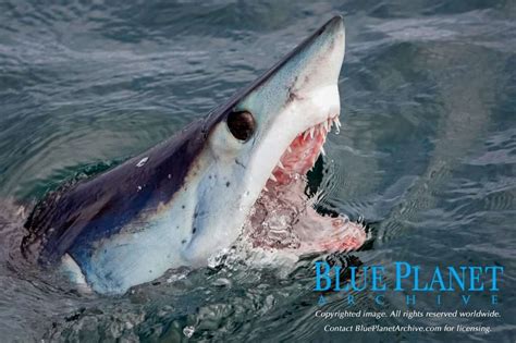 Mako Sharks Are Now Threatened With Extinction Blue Planet Archive