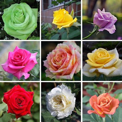Multi Varieties Rare Color Rose Seeds 100pcspack Rose Seeds Rare
