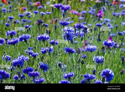 Blue Centaurea Cyanus Blue Boy Cornflowers Stock Photo Alamy
