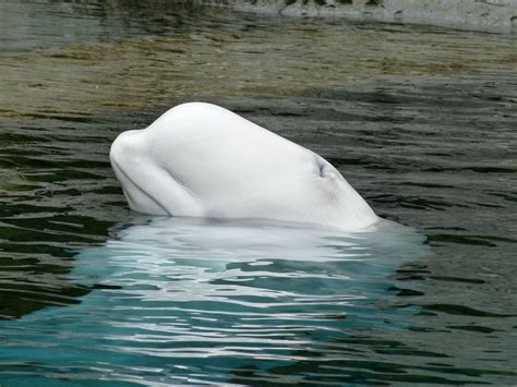 Captive Beluga Whales Released Into Iceland Sea Sanctuary