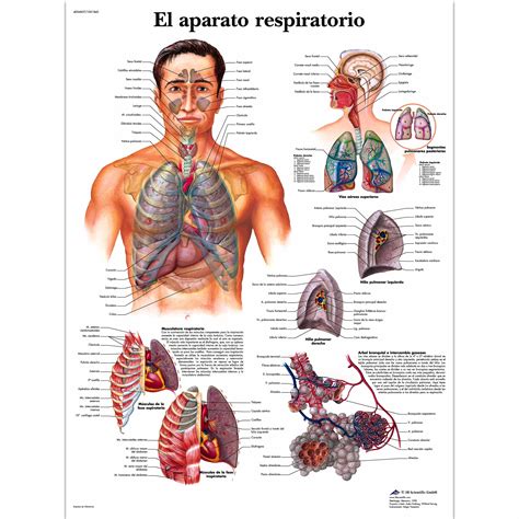 Lámina El Aparato Respiratorio Formato 50 X 67 Cm Vr3322 Axones