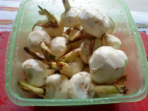 Also known as the sweet turnip, chinese turnip sengkuang can be used in both raw and cooked applications such as frying, steaming, and boiling. This is Our Story: Sengkuang Cina Ngaku