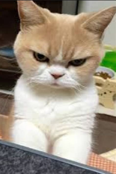 Cute Angry Cat Pictures Guarurec