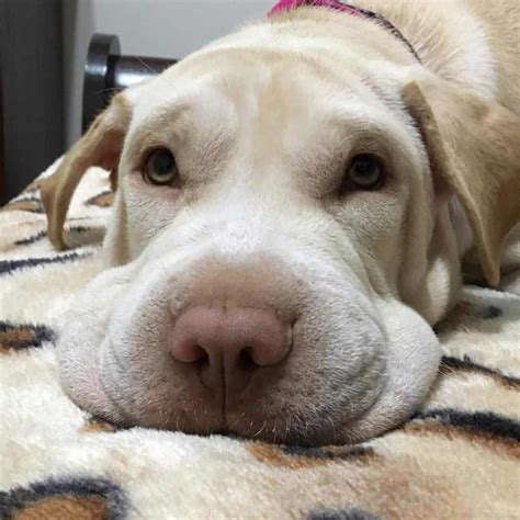 Shar Pei Labrador Mix Fakten Hunde Zentrale