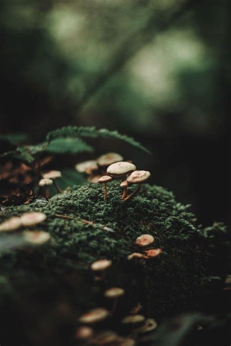 Forest Tumblr Dark Green Aesthetic Forest Photography Green Aesthetic