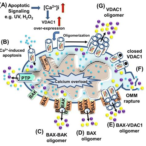 Vdac1 Function In Cell Death With Apoptosis Inducers Enhancing Vdac1