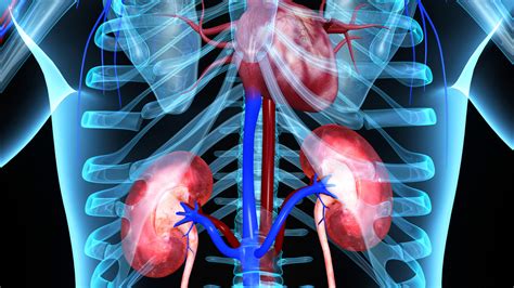 Are The Kidneys Located Inside Of The Rib Cage Organs In The Body