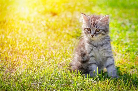 Young Cat Kitten On Green Meadow Little Striped Kitten Lies On Green