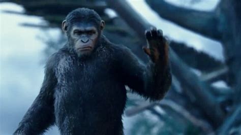 16 mars 1993 (27 ans). The King Of The Planet Of The Apes Coming Soon by ...