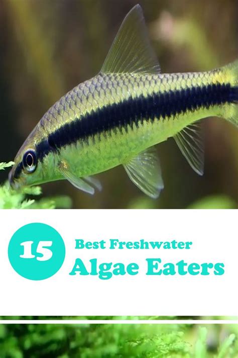 Best Algae Eaters For Freshwater Planted Tank Expert Aquarist