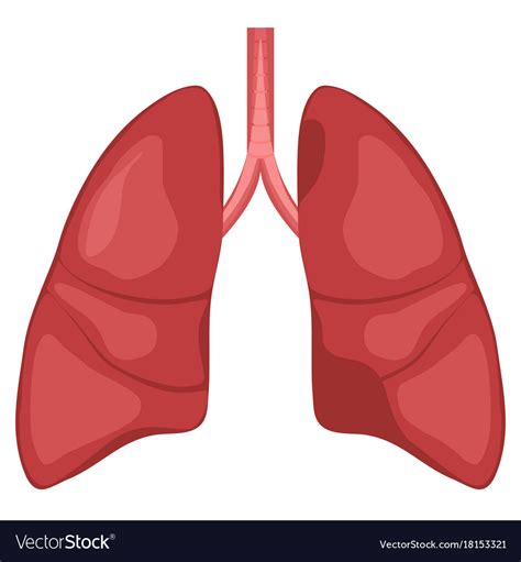 Human Lung Anatomy Diagram Royalty Free Vector Image