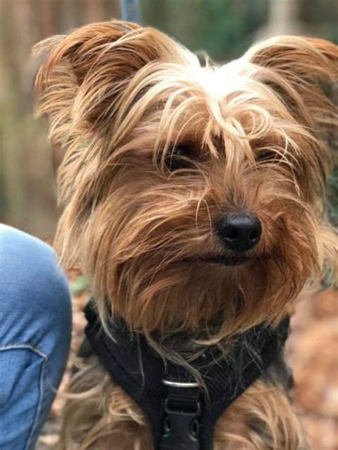Madeline 2 Year Old Female Yorkshire Terrier Dog Adoption Yorkshire