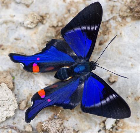Two Blue And Black Butterflies Sitting On Top Of A Rock Covered In Dirt