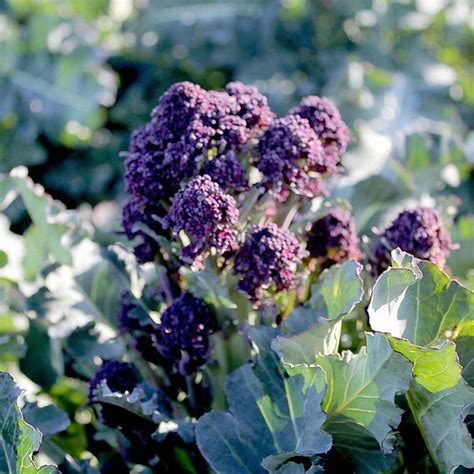 Broccoli Sprouting Seeds Summer Purple Suttons