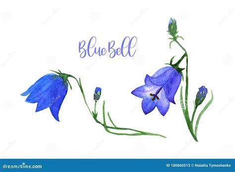 Watercolor Blue Bell Set Collection Of Hand Drawn Flowers Isolated