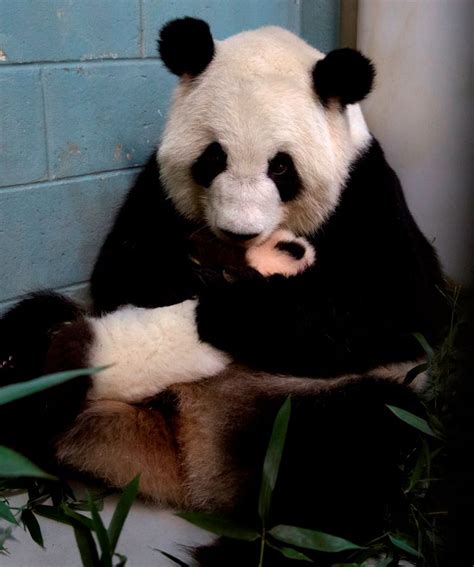 Update Zoo Atlanta Announces Names Of Panda Twins Zooborns