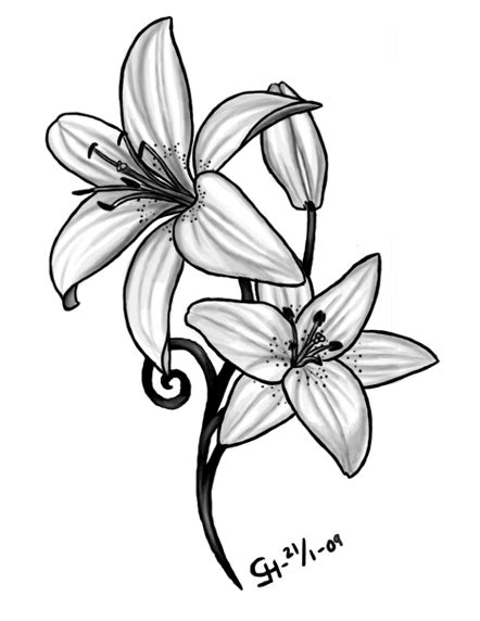 25 White Lily Flower Drawing Roanadela
