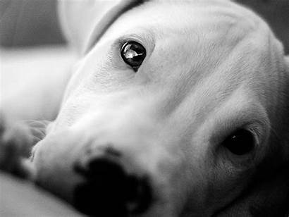 Dogo Argentino Eyes Dogs Wallpapers Dog Animals