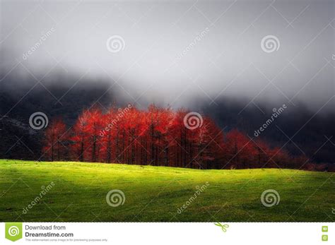 Red Larches In Autumn On Foggy Mountain Stock Photo Image Of Haze