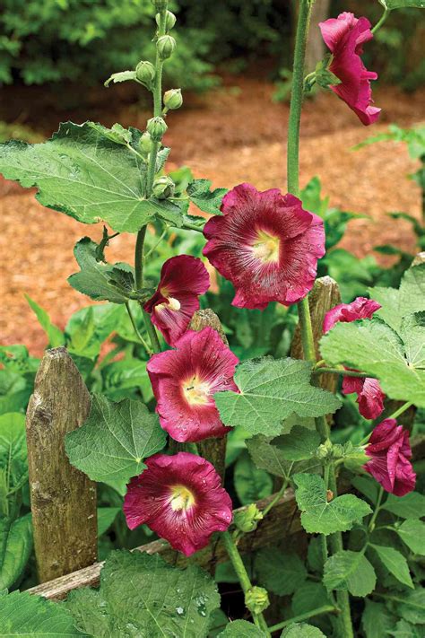 Hollyhocks Southern Living