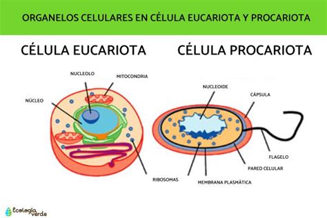 Organelos Celulares Qué Son Funciones Y Ejemplos Resumen