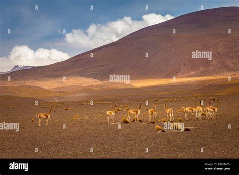 Group of Guanacos Vicunas in the wild of Atacama Desert, Andes