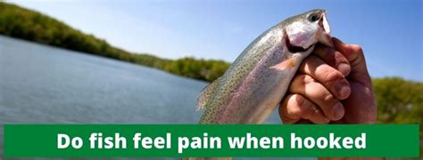 Do Fish Feel Pain Updated 2021 Zoological World