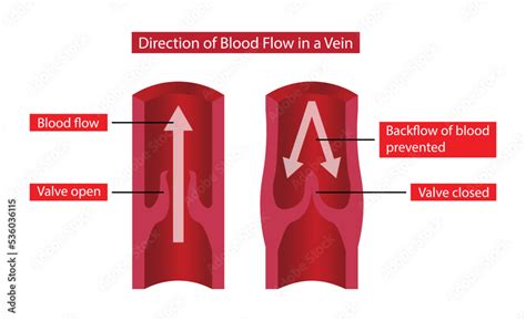 Illustration Of Biology And Medical Direction Of Blood Flow In A Vein