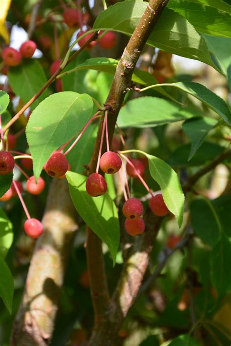 Flowering Crabapple Tree Fruit Malus Hargozamharvest Gold The