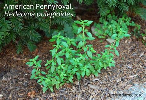 Native Plants With Adams Garden American Pennyroyal Another Native
