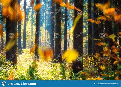 Fall Nature Autumn Nature Landscape With Falling Yellow Leaves In