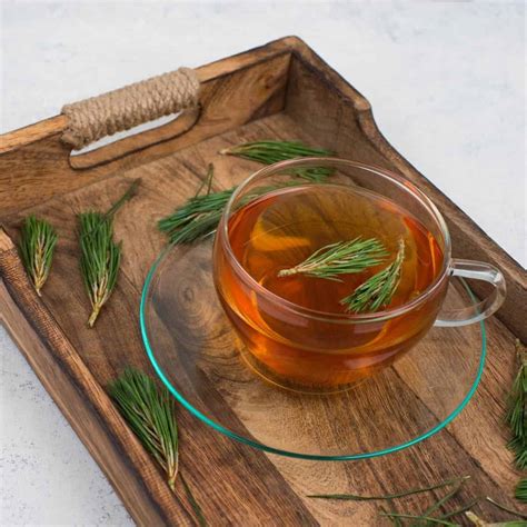What Is Pine Needle Tea Story Brewed Leaf Love
