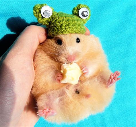 156 Adorable Hamsters That Will Cause A Cuteness Overload Bored Panda