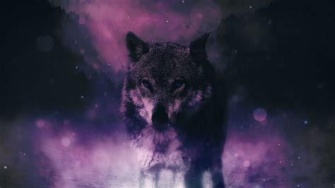 Cool animal pictures wallpapers (49 wallpapers). Download wallpaper 2048x1152 wolf, predator, wildlife ...