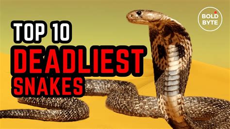 Top 10 Deadliest Snakes In The World Youtube