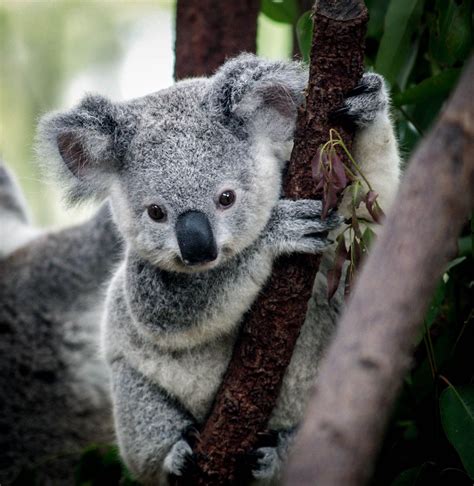 The 29 Cutest Koalas That Ever Roamed The Earth Tiere Tierbabys