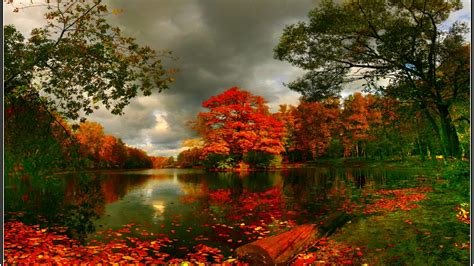 Download Tree Nature Pond Fall Hd Wallpaper