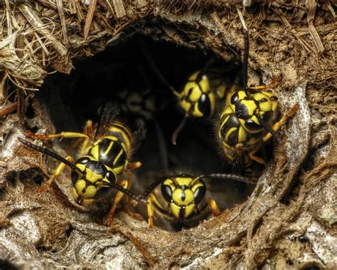 Lookout For Yellow Jackets Outdoor Stinging Insects Alabama Cooperative Extension System