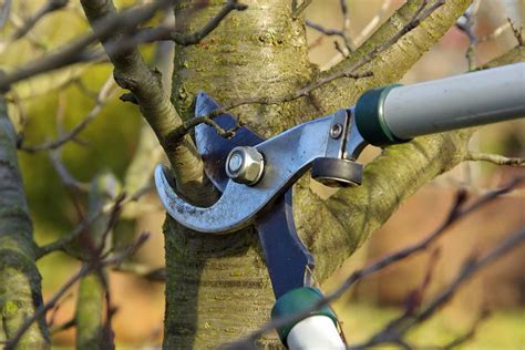 6 Essential Pruning Tools And Equipment