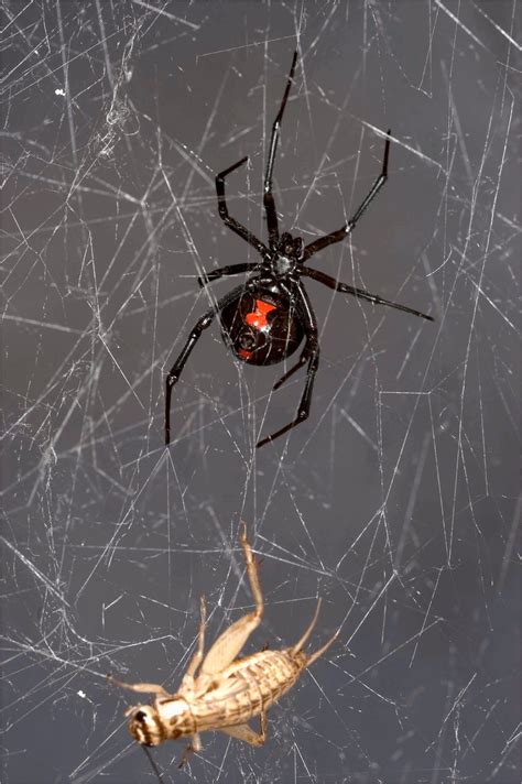 Insect Dna Extracted Sequenced From Black Widow Spider Web