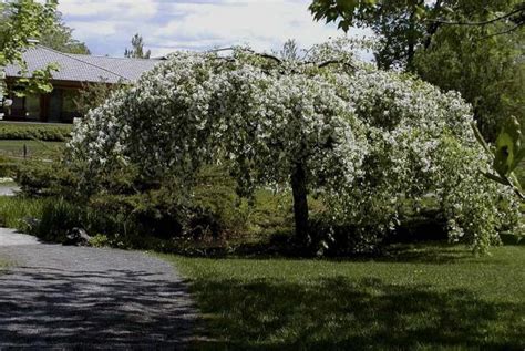 Crabapple Gammons Garden Center And Landscape Nursery