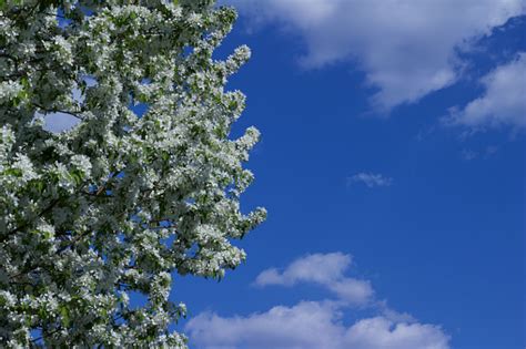 Close Up View Of Beautiful White Crabapple Tree Blossoms In Full Bloom