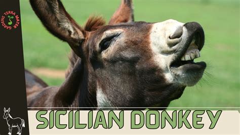 Sicilian Donkey Equus Africanus Asinus Majestic Beauty Of Italys