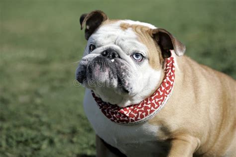 English Bulldog With Big Underbite Stock Photo Image Of Portrait