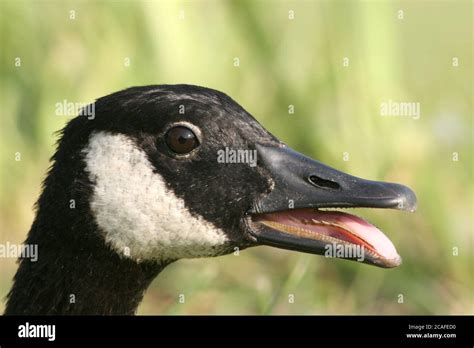 Canada Goose Tongue Hi Res Stock Photography And Images Alamy