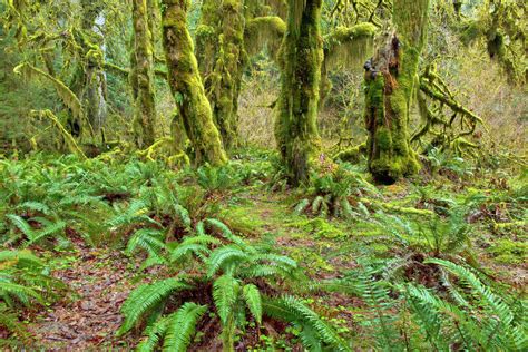 Hoh Rain Forest Hall Of Mosses Trail Olympic National Park