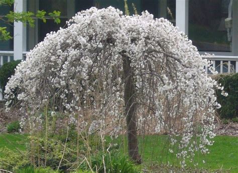 20 Snow Fountain Weeping Cherry Tree Seeds Weeping Cherry Tree Dwarf