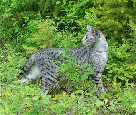Luxurysavannahs savannah cats are a spotted domestic cat breed derived from the pairing of a serval and a domestic cat occasionally there will be black (melanistic) or white (snow) colorations. Black Savannah Cat & Blue or Spotted Savannahs | Savannah ...