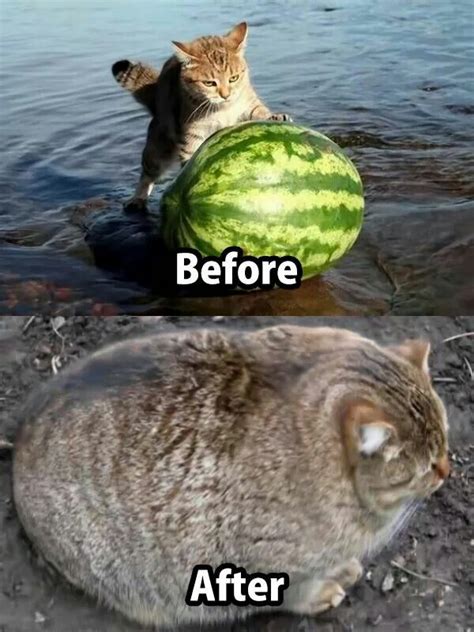 The 25 Best Fat Cat Meme Ideas On Pinterest Fat Kid